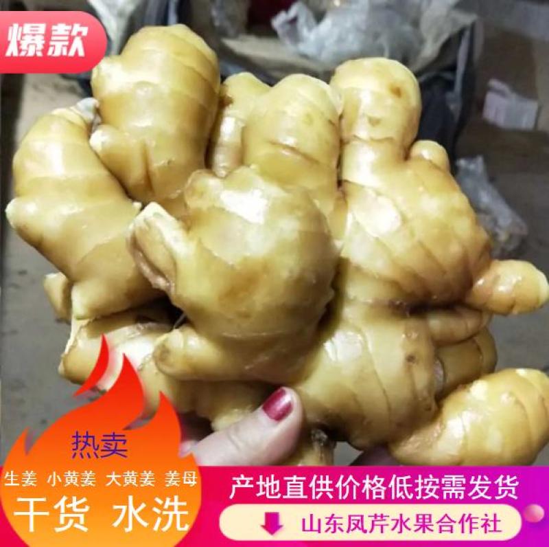 山东优质【面姜】产地直销，面向全国发货，质量有保障