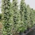 风车茉莉老兵苗圃黄色白色风车茉莉