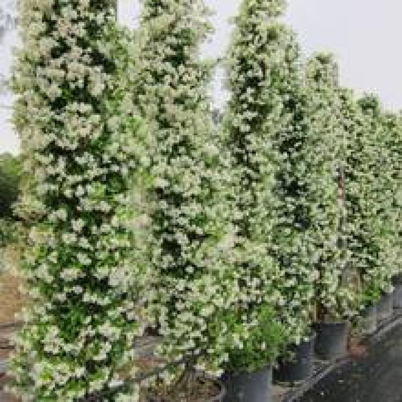 风车茉莉老兵苗圃黄色白色风车茉莉