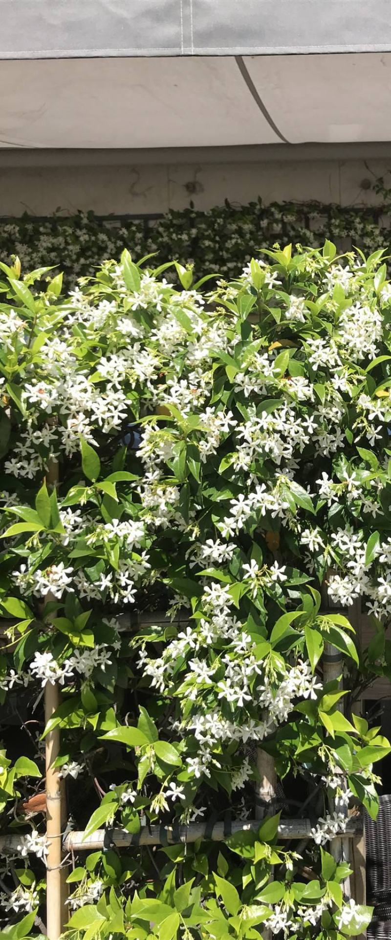 风车茉莉老兵苗圃黄色白色风车茉莉
