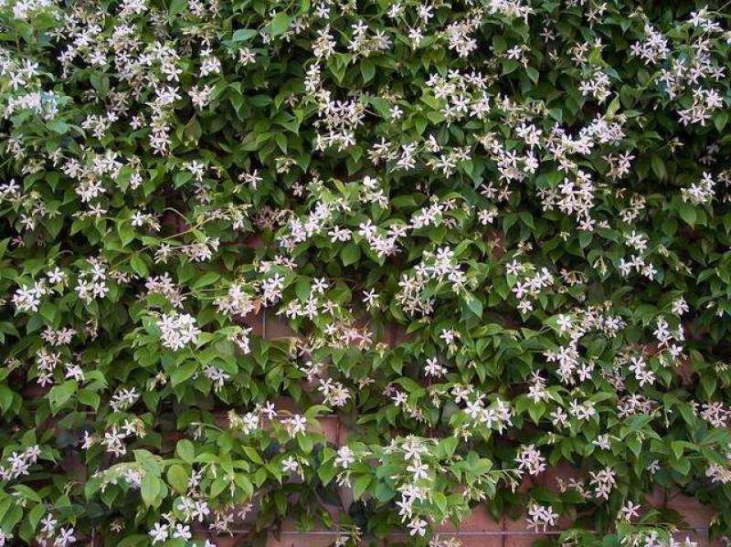 风车茉莉老兵苗圃黄色白色风车茉莉