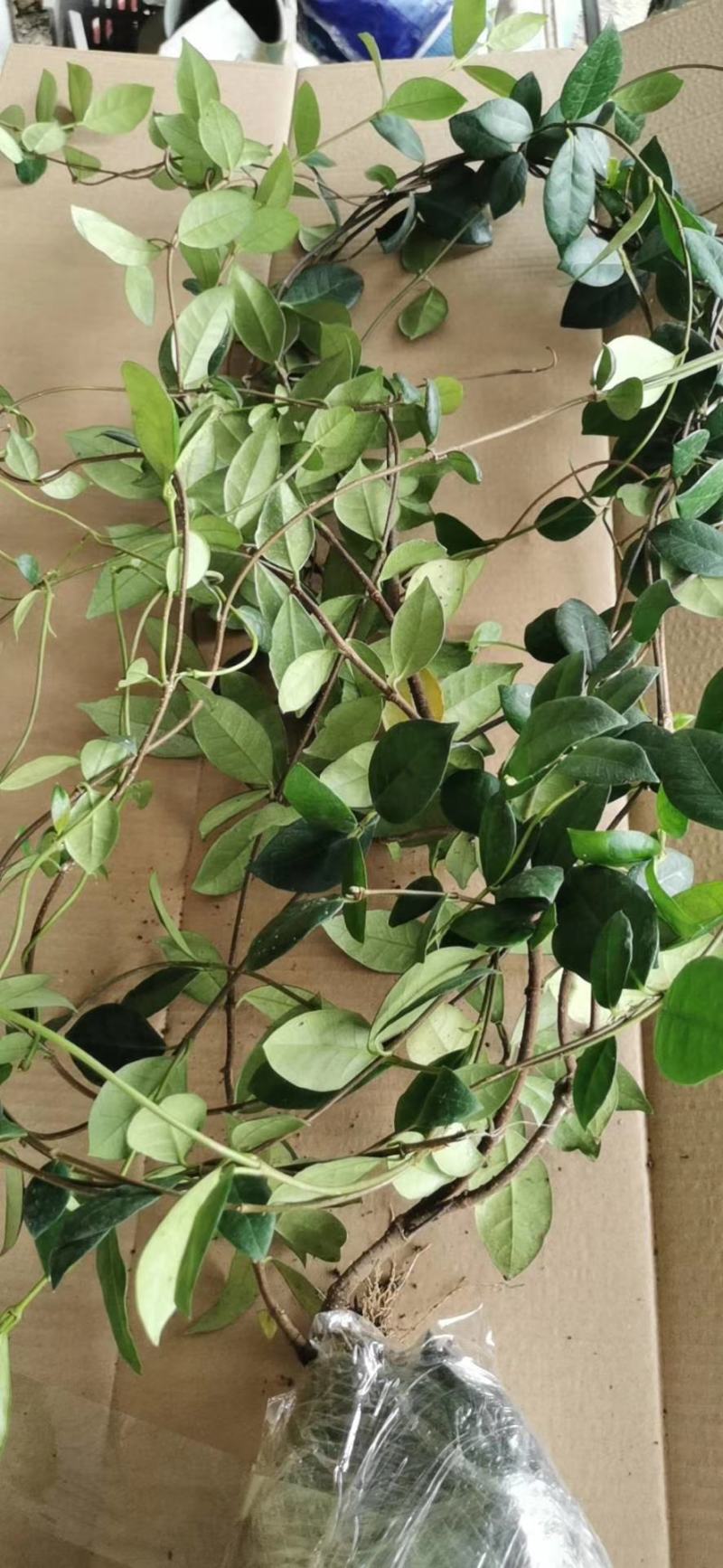 风车茉莉老兵苗圃黄色白色风车茉莉