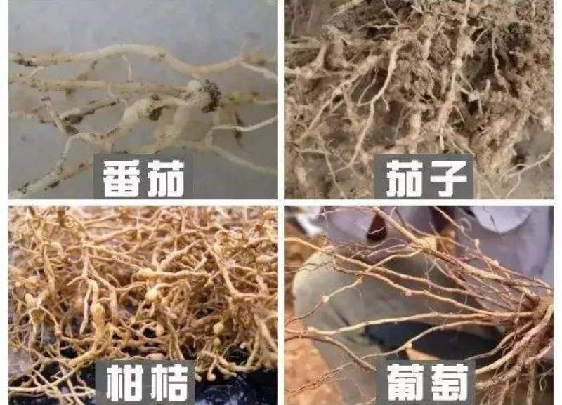 线猛0.5%阿维菌素作物根结线虫地下害虫药肥杀虫杀菌剂