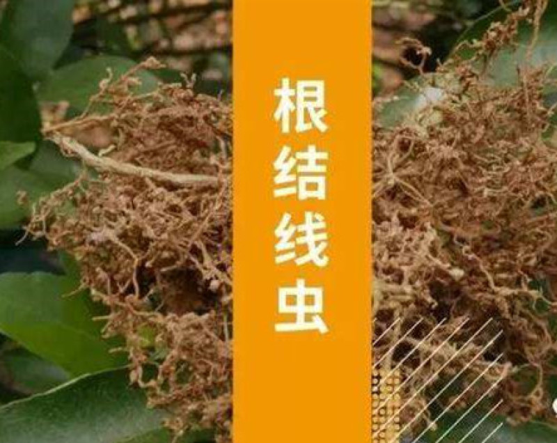 线猛0.5%阿维菌素作物根结线虫地下害虫药肥杀虫杀菌剂