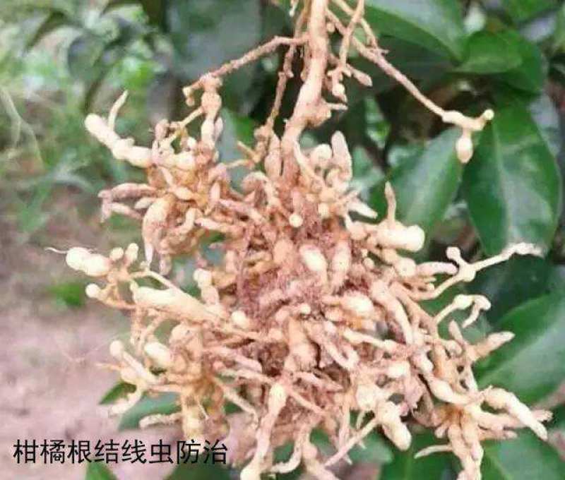 线猛0.5%阿维菌素作物根结线虫地下害虫药肥杀虫杀菌剂