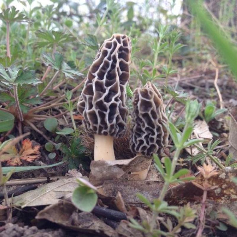 高原野生食用菌羊肚菌干货精品干净无杂自然晒干