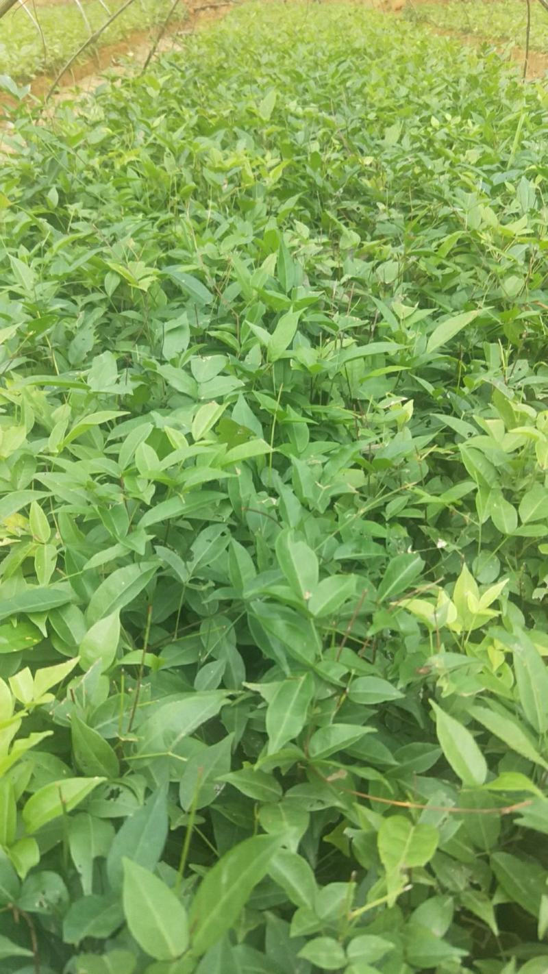 广西高产小叶牛大力苗，结薯高，小叶牛大力苗