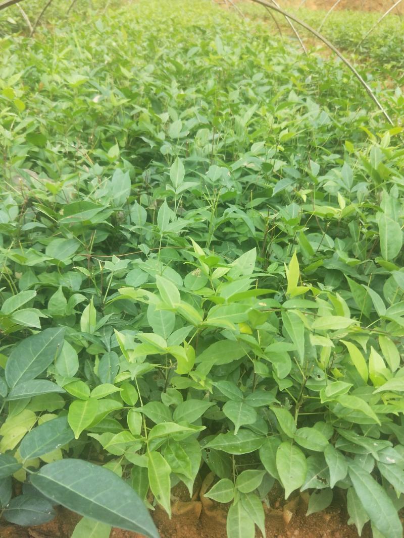 广西高产小叶牛大力苗，结薯高，小叶牛大力苗