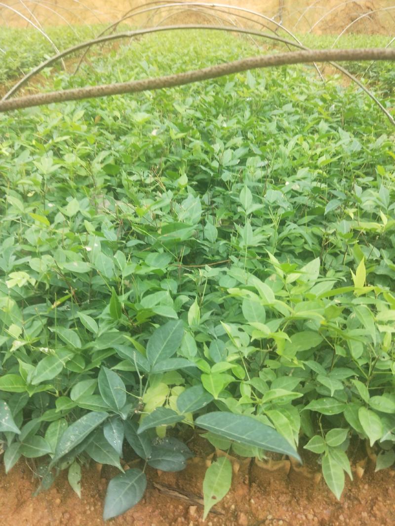 广西高产小叶牛大力苗，结薯高，小叶牛大力苗