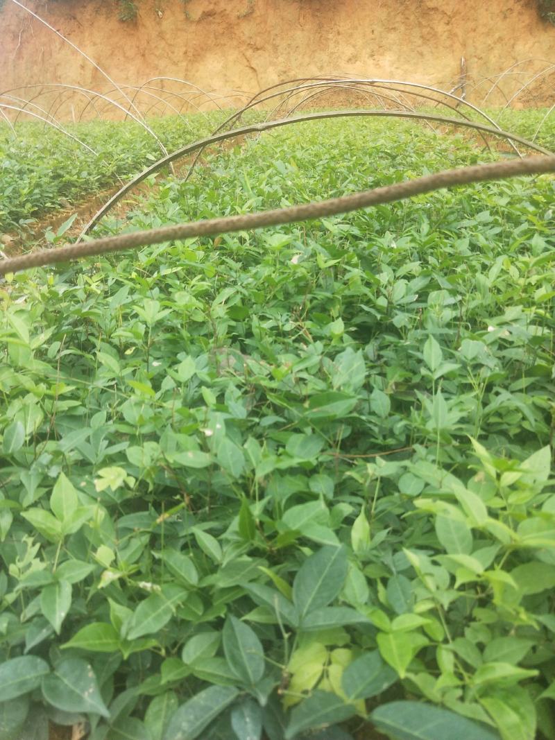广西高产小叶牛大力苗，结薯高，小叶牛大力苗