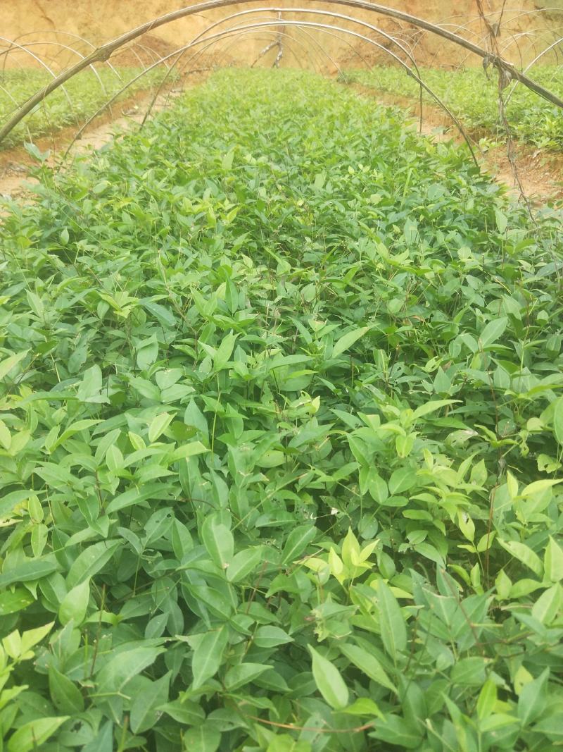 广西高产小叶牛大力苗，结薯高，小叶牛大力苗