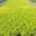 多年生佛甲草常绿，耐热耐寒耐旱优良铺地品种