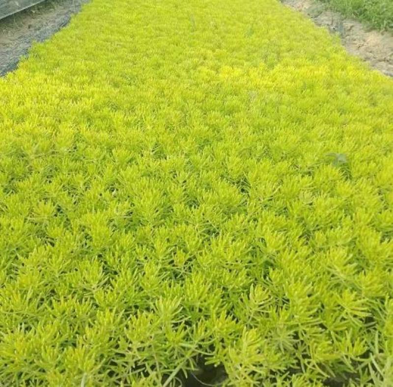 多年生佛甲草常绿，耐热耐寒耐旱优良铺地品种