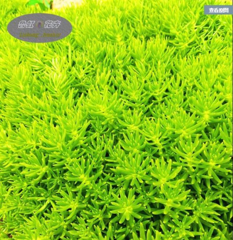 多年生佛甲草常绿，耐热耐寒耐旱优良铺地品种