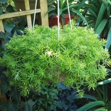 多年生佛甲草常绿，耐热耐寒耐旱优良铺地品种
