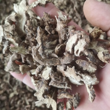 仙灵脾，淫羊藿根，淫羊藿，产地全年大货供应一件代发