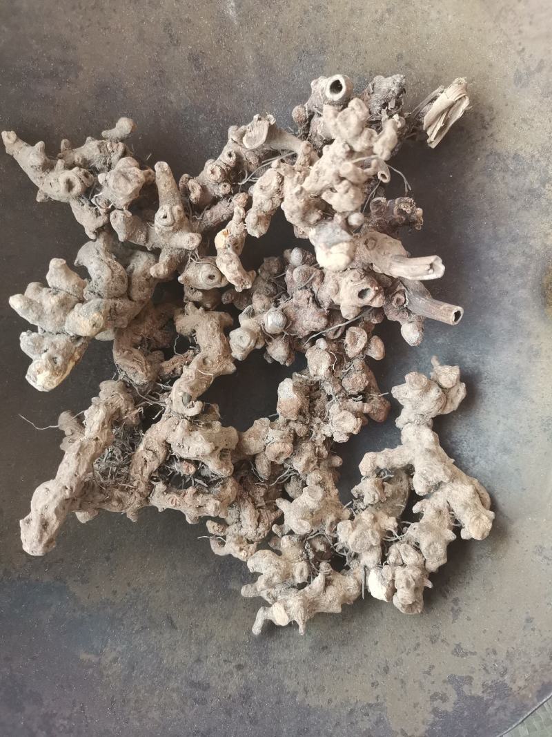 仙灵脾，淫羊藿根，淫羊藿，产地全年大货供应一件代发