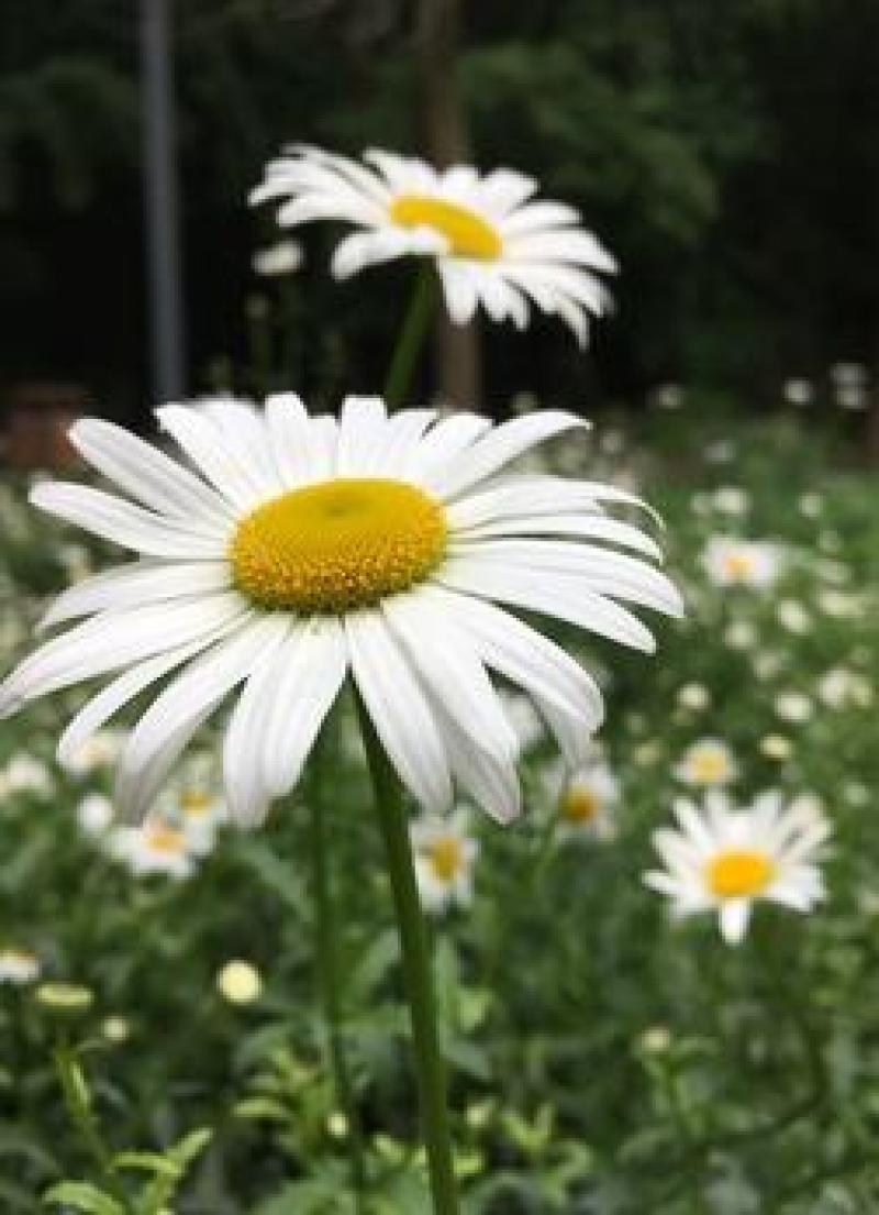 大滨菊多年生耐寒耐热宿根花卉庭院花坛适合