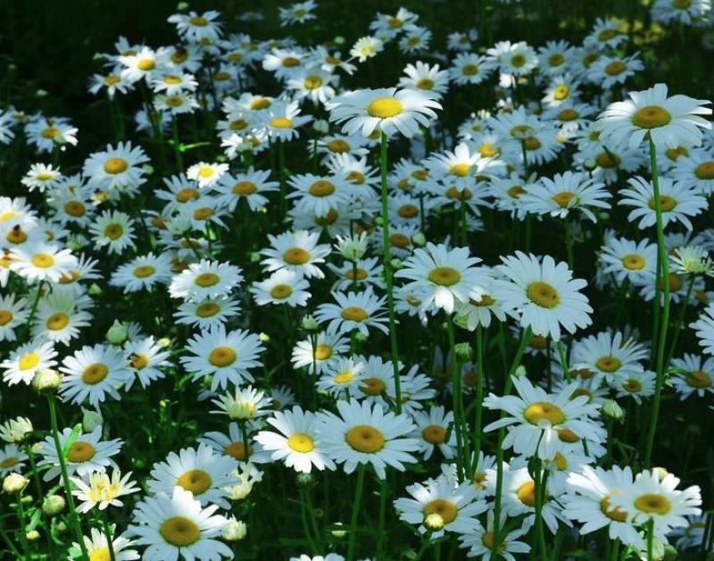 大滨菊多年生耐寒耐热宿根花卉庭院花坛适合