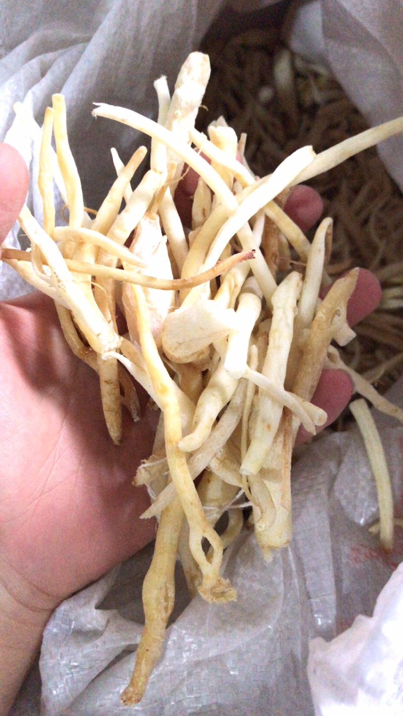 餐饮行业沙参节，金堂产地直销沙参