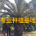 加拿利海枣全国种植基地福建精品加拿利海枣产地直销价格