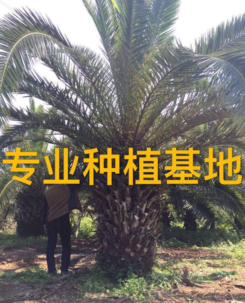 加拿利海枣全国种植基地福建精品加拿利海枣产地直销价格