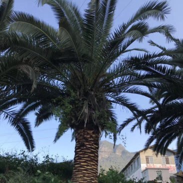 加拿利海枣全国种植基地福建精品加拿利海枣产地直销价格