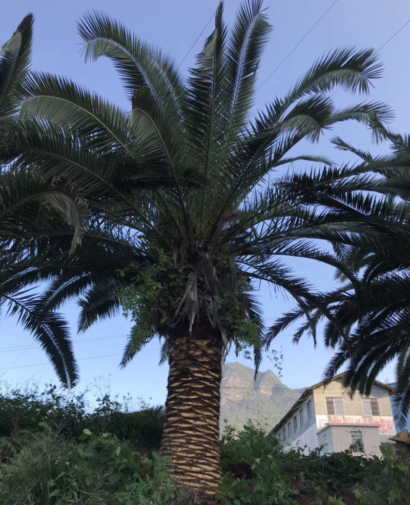 加拿利海枣全国种植基地福建精品加拿利海枣产地直销价格
