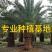 加拿利海枣全国种植基地福建精品加拿利海枣产地直销价格
