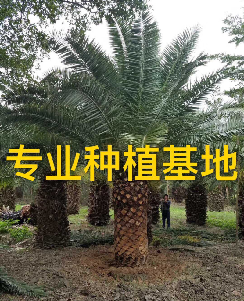 加拿利海枣全国种植基地福建精品加拿利海枣产地直销价格
