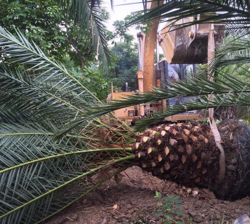 加拿利海枣全国种植基地福建精品加拿利海枣产地直销价格