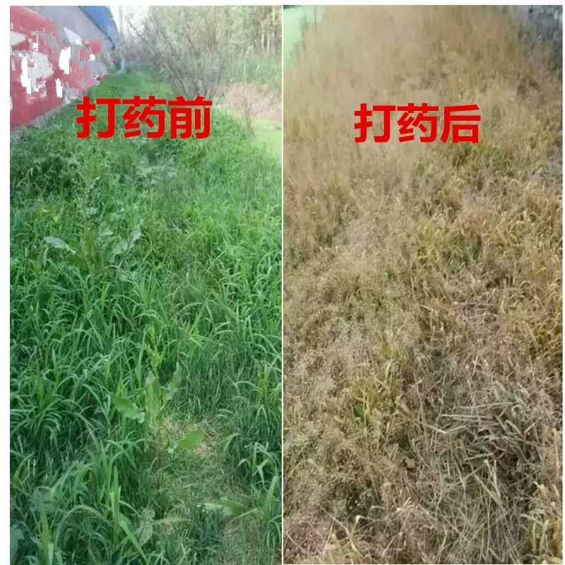 圣鹏快刀草铵膦柑橘园杀杂草除草剂果园烂根杀根葡萄园桑园