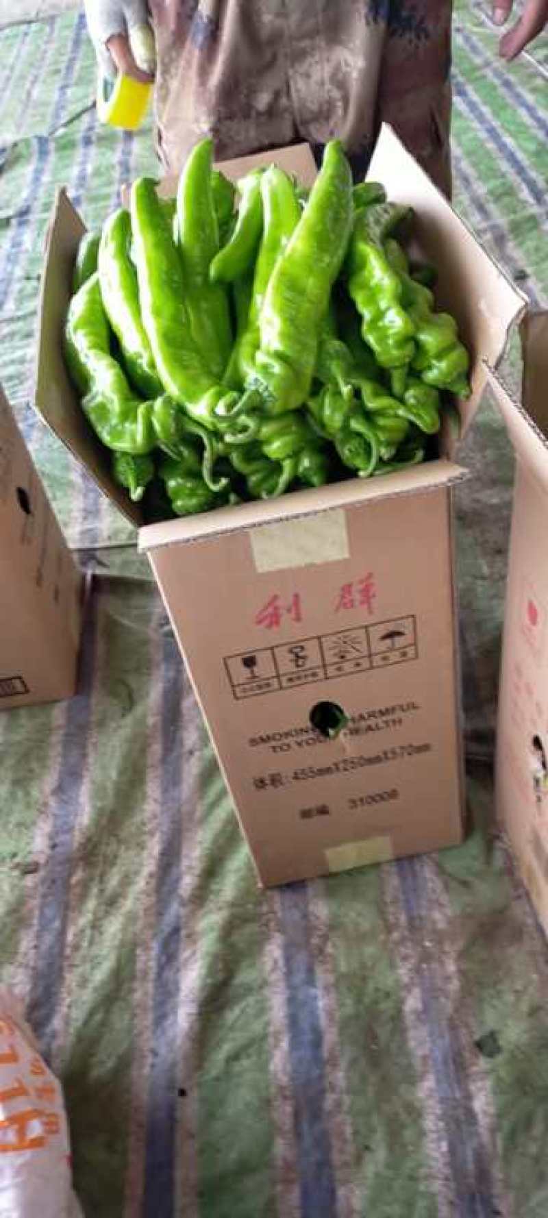 尖椒，长建尖椒，青辣椒