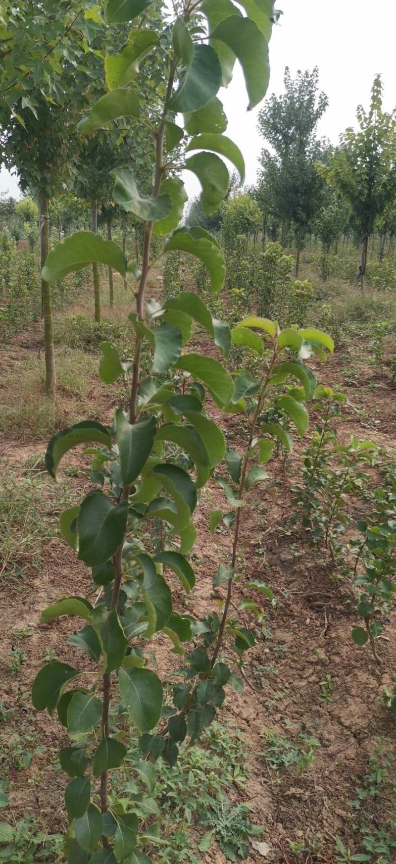 大量供应彩叶豆梨秋火焰小苗