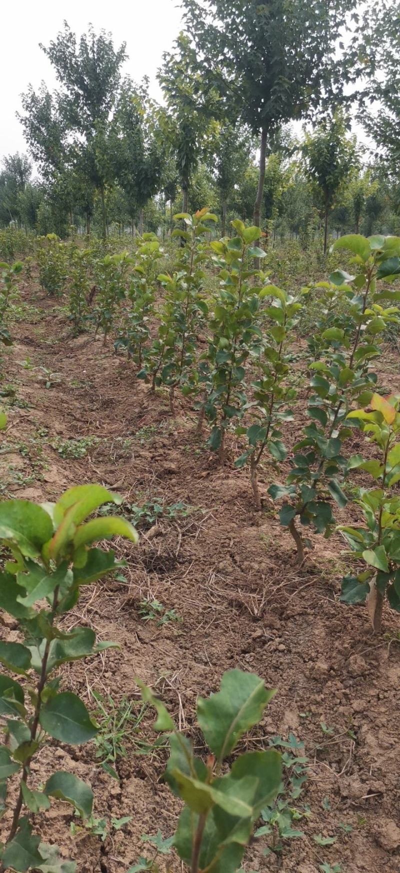 大量供应彩叶豆梨秋火焰小苗