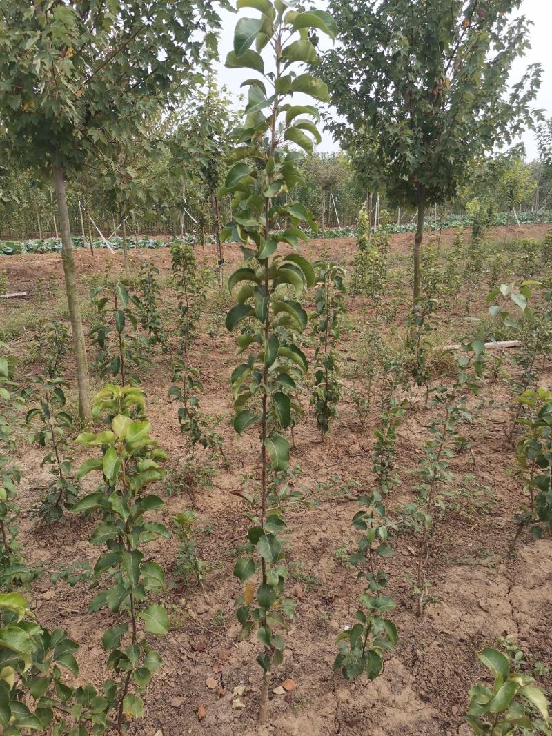 大量供应彩叶豆梨秋火焰小苗