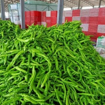 尖椒，长建尖椒，青辣椒