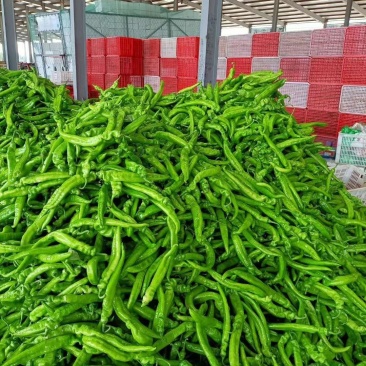 尖椒，长建尖椒，青辣椒