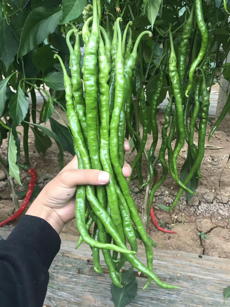 辣椒苗山东基地直供包成活率全程技术指导