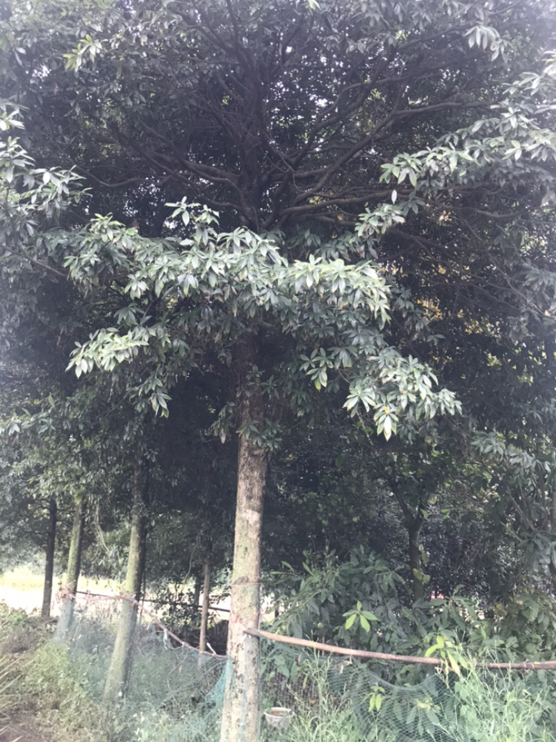 楠木！楠木！楠木/楠木树