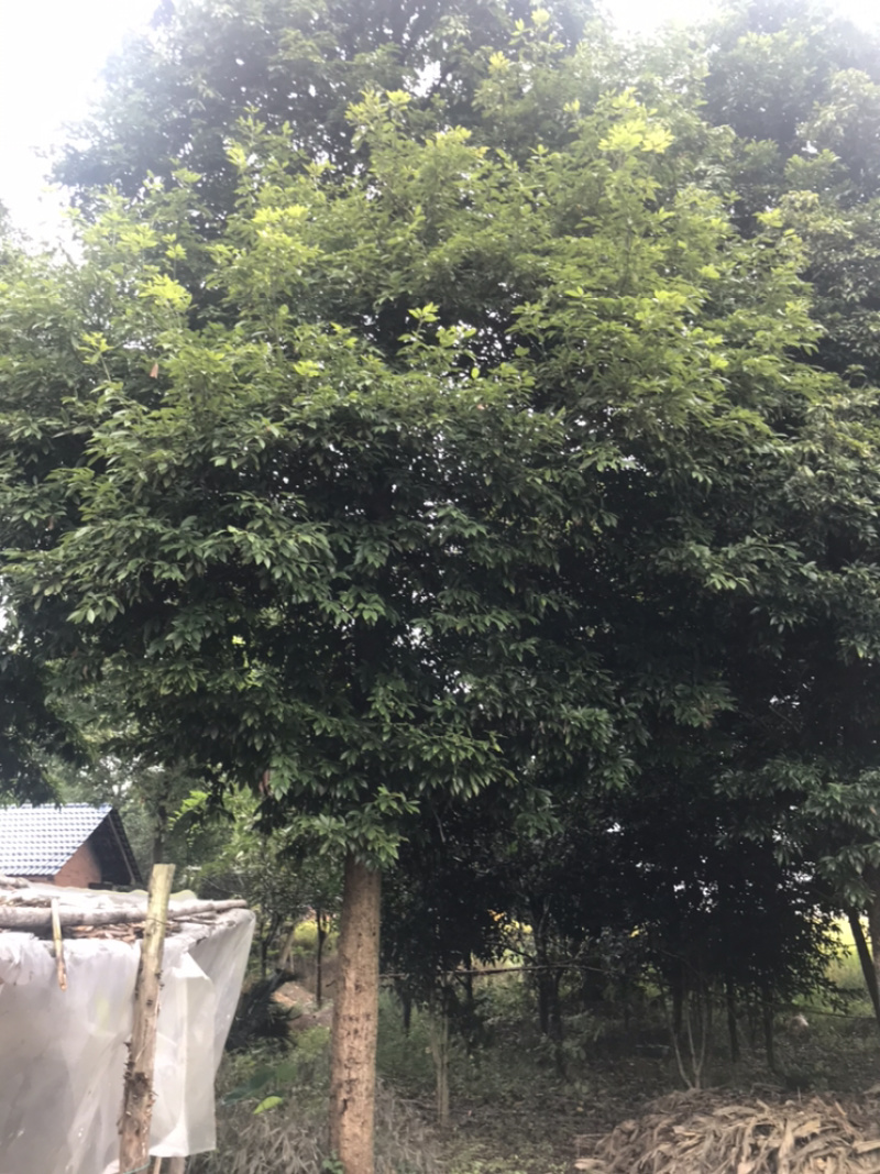 楠木！楠木！楠木/楠木树