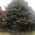 楠木！楠木！楠木/楠木树