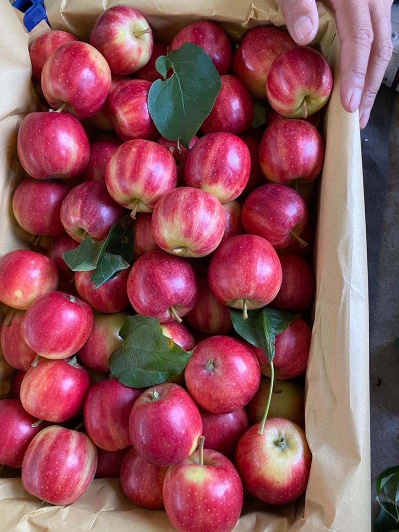 123小苹果，海棠果，口感脆甜，销量好，适合进出口和内销