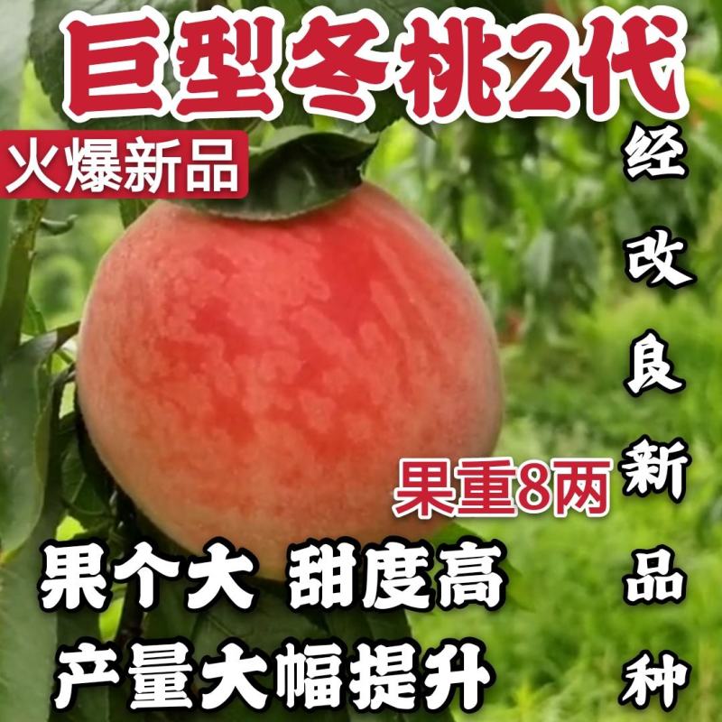 【爆品】2代巨型冬桃苗经冬桃改良果个大甜度高包邮