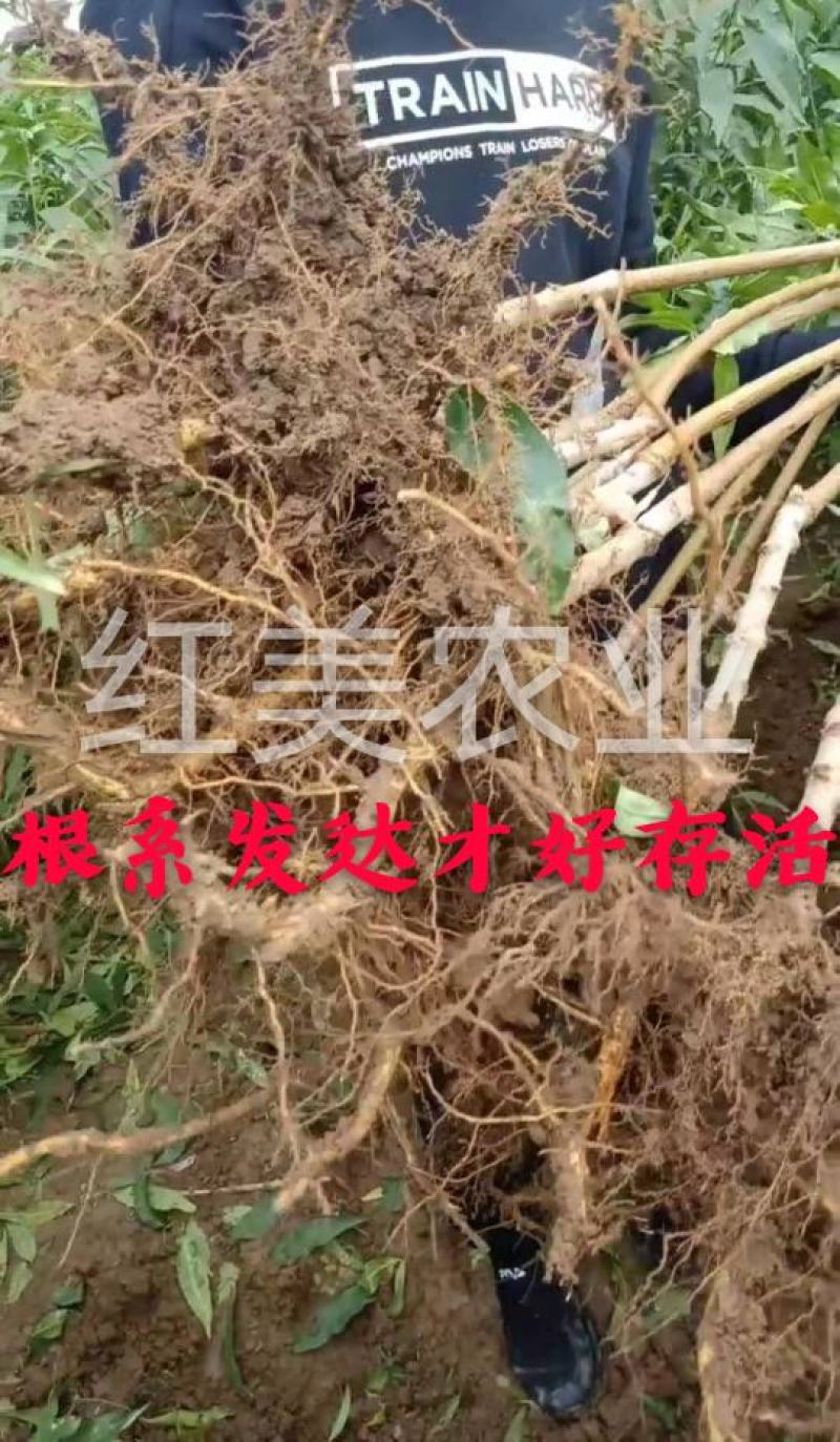 【爆品】2代巨型冬桃苗经冬桃改良果个大甜度高包邮