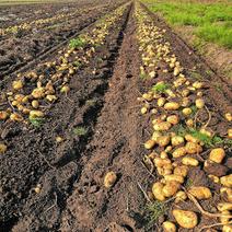 荷兰十五土豆种薯热卖中质量好产量高抗病发往全国各地