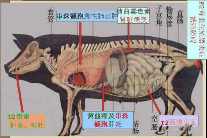 爆款脱霉剂生物脱霉不吸附营养保肝护肾修复粘膜