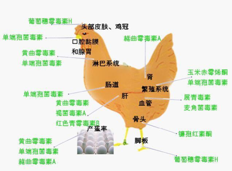 爆款脱霉剂生物脱霉不吸附营养保肝护肾修复粘膜