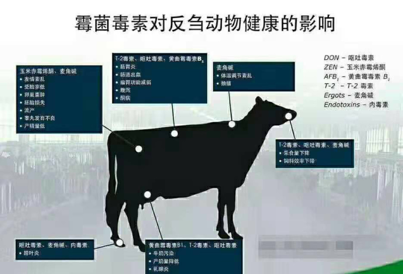 爆款脱霉剂生物脱霉不吸附营养保肝护肾修复粘膜