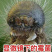 爆款脱霉剂生物脱霉不吸附营养保肝护肾修复粘膜
